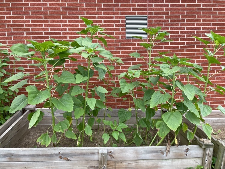 First Grade sunflowers are tall and almost ready to bloom. 